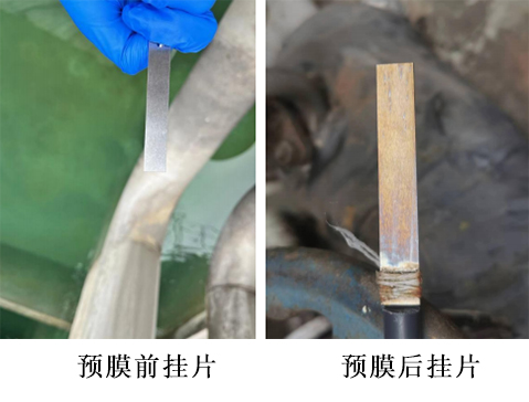 預膜前后的掛片 預膜前后的掛片